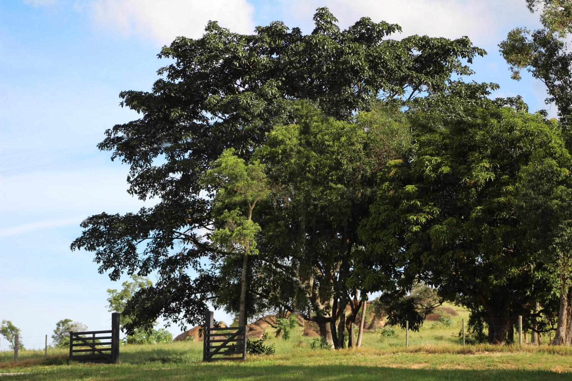 Limoeiro Da Concordia Hotel Fazenda De Charme Cabreúva Eksteriør bilde